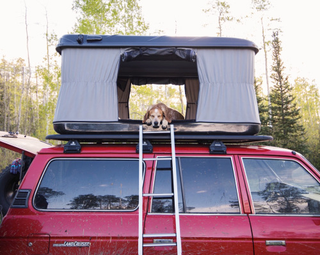 Illustration for article titled Cool FJ60 pics W/Maddie the Coonhound